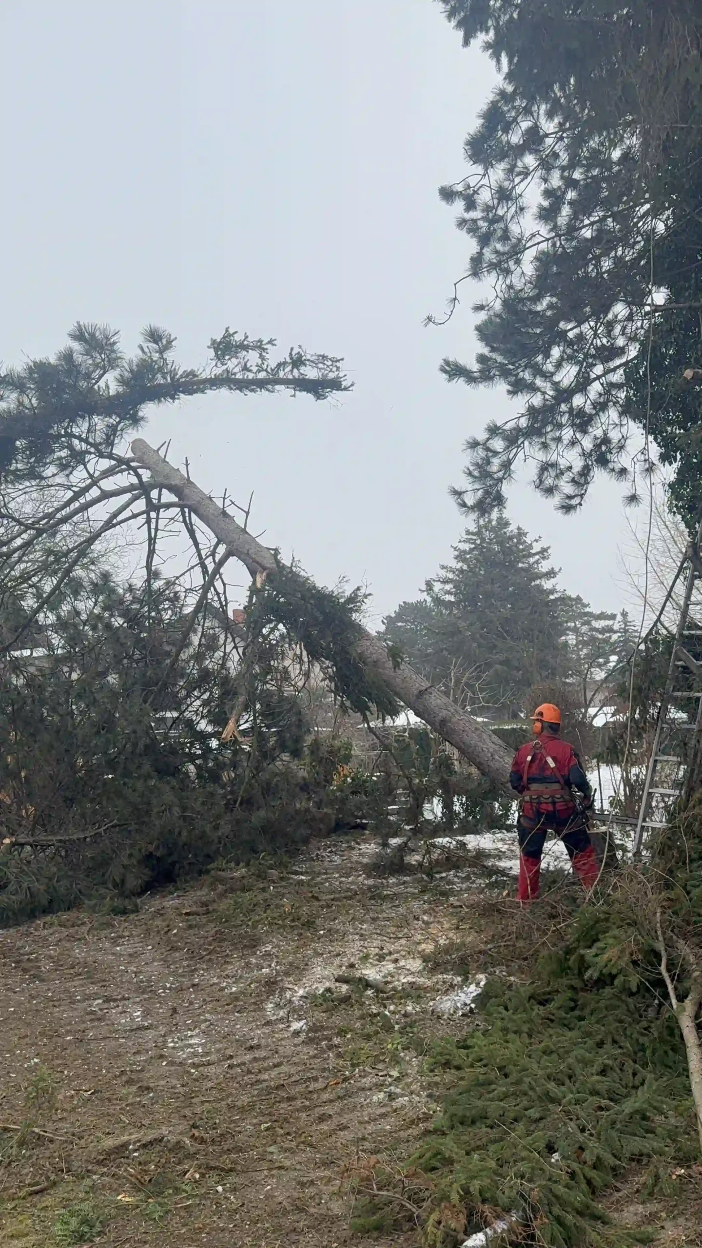 Bagger Wien – EMK Erdbau GmbH – Baumfällung